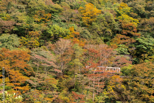 Fototapeta 紅葉真っ盛りの山肌を縫って走る芸備線の気動車