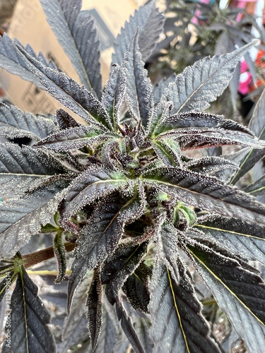 Photography Purple cannabis bud with frosty trichomes