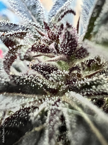 Obraz na płótnie Purple cannabis top with crystal trichomes