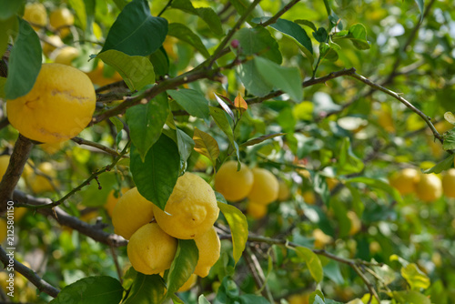 Lemon garden in Italian ready for harvest. Gardens of lemon trees. Bunches of fresh yellow ripe lemons on the branches of a lemon tree in an Italian garden.