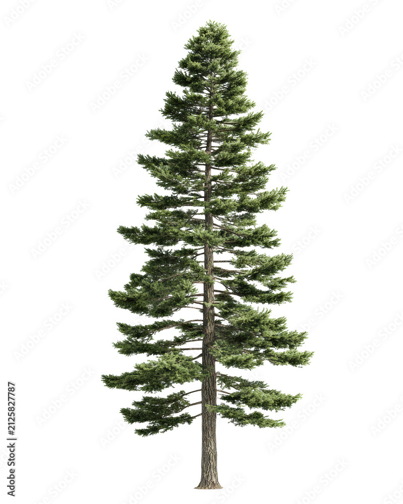 Fototapeta premium Slender evergreen conifer tree with tiered branches