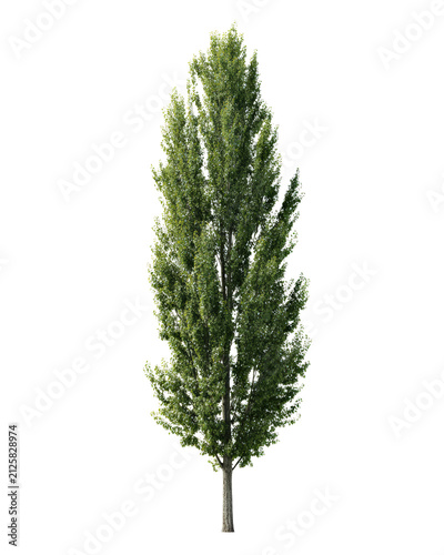 Tall columnar poplar tree isolated on white