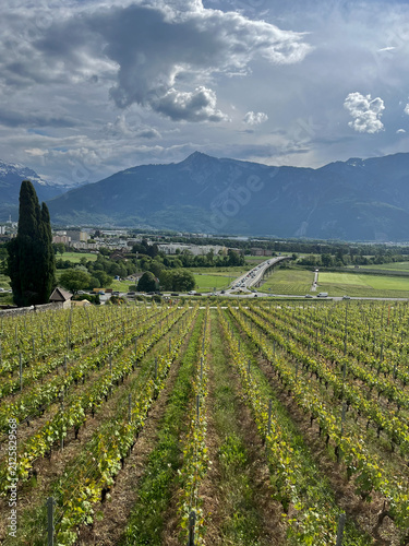 Quadro su tela Vineyard landscape overlooking the Swiss Alps in Yvorne, Vaud, Switzerland
