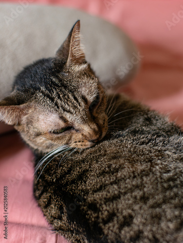 Tabby Cat Licking and Grooming Its Fur While Curled Up on Pink Blanket