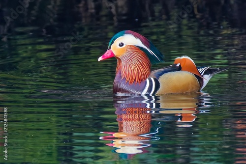 Cuadro en lienzo この時期、派手なオシドリ(Mandarin Duck)の雄