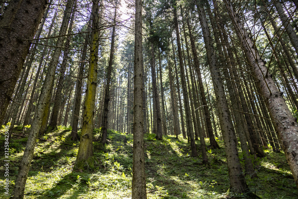 Obraz premium Low Angle View of Sunlight Streaming Through Pine Forest Canopy