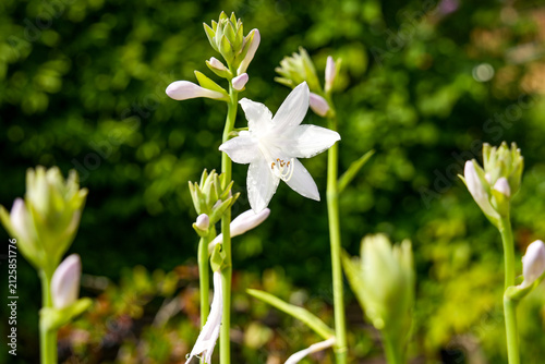 Canvas Print Close-up of the white-flowering lily hosta 'Royal Standard'