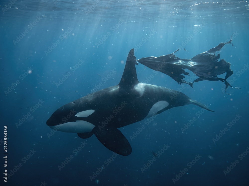 Obraz premium Orca killer whale swimming with a torn plastic tarp caught on fin