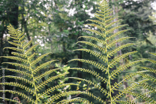 Fern fronds in forest. Sword fern fronds shot from below against defocused forest background. Spore clusters visible on underside of pinnae. Summer BC Rainforest, North Vancouver. Selective focus.