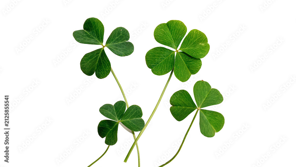 Fototapeta premium Green four leaf clover stems bringing good luck and fortune for celebration isolated on transparent background