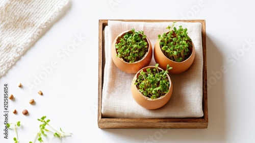 Green microgreens sprouting inside eggshells arranged in a wooden tray