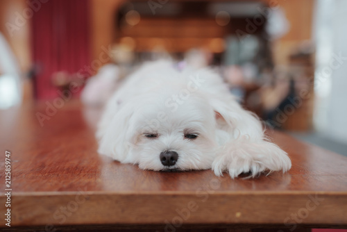 Fotografía Adorable fluffy white Bichon Frise dog relaxing on a red cushion indoors with soft natural light and blurred background, creating a warm, cozy pet portrait