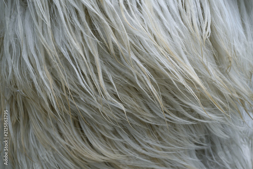 Sheep Wool Fleece Natural Fiber Texture