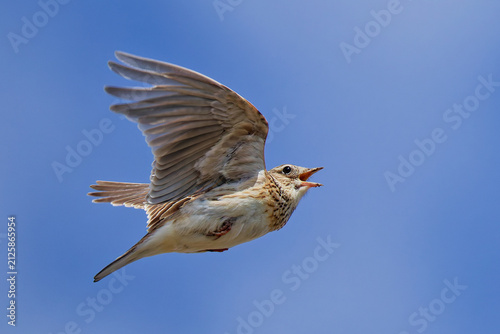 Canvas Print 囀り飛翔するヒバリ(Eurasian Skylark)