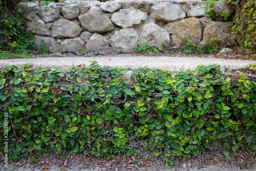 stone wall with plants