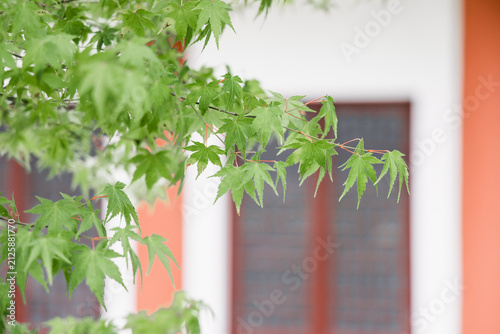 Foto Fresh green maple leaves in the foreground, with a red-framed window and colored building wall in the blurred background