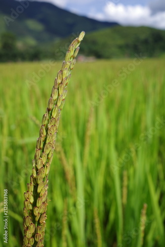 green wheat field