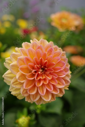 orange dahlia flower