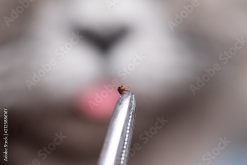 Tweezers hold a small flea close up against a blurred cat background. A close up shot of a parasite removed from animal fur, reflecting protection, veterinary, and daily care routine