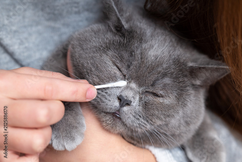 Owner carefully cleans the eyes of a gray cat with a cotton swab. Hygiene care of a domestic pet close up, expressing care, tenderness, and responsibility