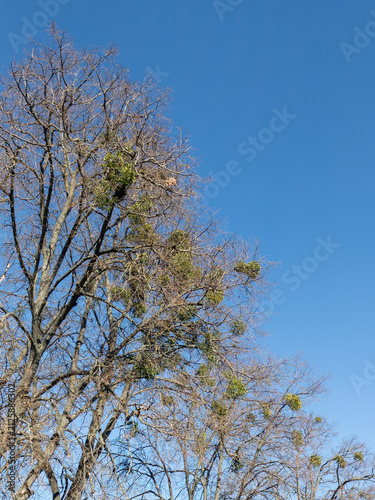 Mistletoe on the branches of a leafless tree against a blue sky. Many green mistletoe bushes on bare tree branches in spring, symbolizing natural parasitism and resilience