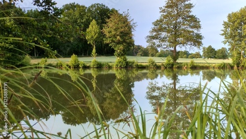 serene calm lake water reflecting green trees and tall grass reeds in tranquil nature scene