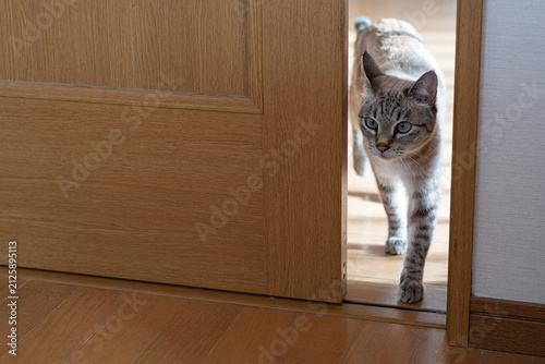 部屋を歩く可愛い猫　シャムトラ猫	