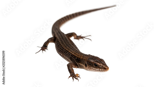 Small brown lizard reptile crawling actively wildlife desert or garden fauna creature isolated on transparent background cut out