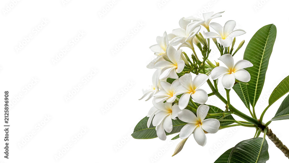 Obraz premium Beautiful cluster of white frangipani plumeria flowers with green leaves blossoming elegantly isolated on transparent background cut out