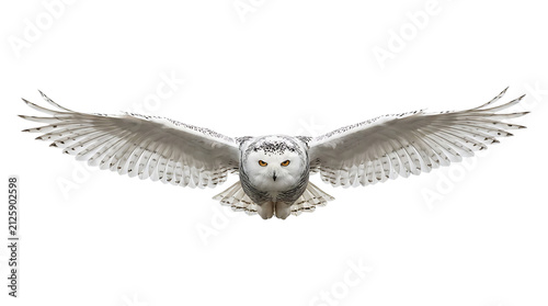 Foto Snowy owl in flight, wings spread isolated on transparent background