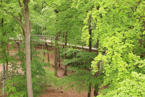 Blick von dem Heringsdorfer Baumwipfelpfad auf die Naturlandschaft der Ostseeinsel Usedom	