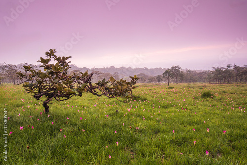 Beautiful Siam Tulip fields in Sai Thong National Park, Chaiyaphum Province, Thailand.