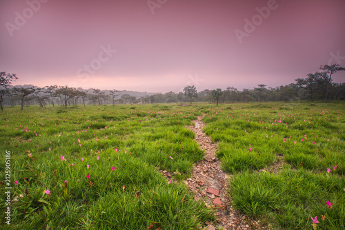 Beautiful Siam Tulip fields in Sai Thong National Park, Chaiyaphum Province, Thailand.