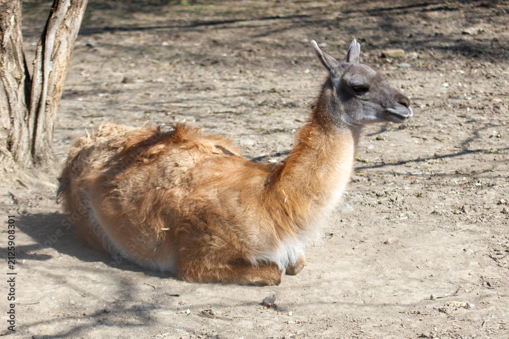 Fototapeta premium Llama sits quietly in sandy area beside tree trunk