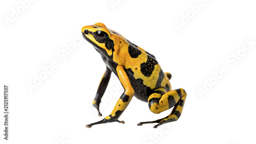 Photography Exotic poison dart frog with vibrant yellow and black skin patterns dangerous ra