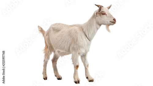 Quadro su tela Domestic goat standing calmly looking forward rural farm livestock countryside a