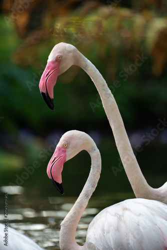 close up of a flamingo