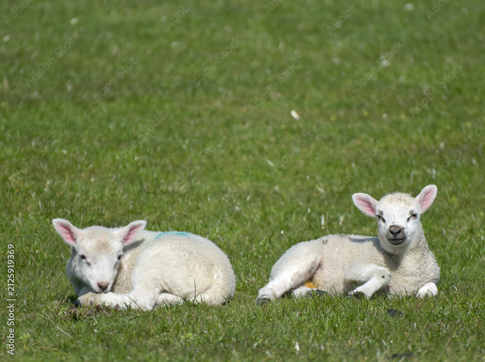 Fototapeta premium Lambs in a field in Wharfedale near Buckden in the Yorkshire Dales National Park