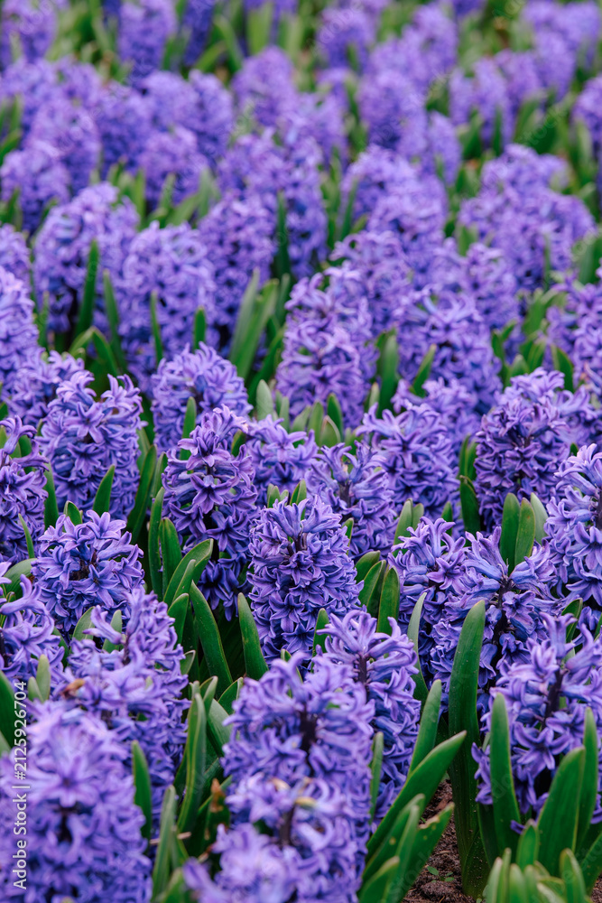 Fototapeta premium Field of purple hyacinth flowers in green foliage