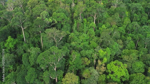 Drone flyover above the primary rainforest with a gradual camera tilt revealing the hilly tropical landscape of Al-Sultan Abdullah Royal Tiger Reserve near Taman Negara, Pahang, Malaysia, May 2026.