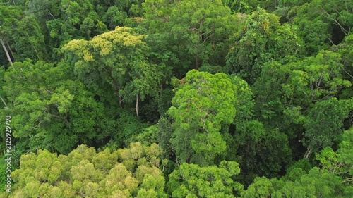 Drone flyover above diverse primary tropical rainforest canopy revealing rich forest texture near Sungai Tembeling, Al-Sultan Abdullah Royal Tiger Reserve, Pahang, Malaysia