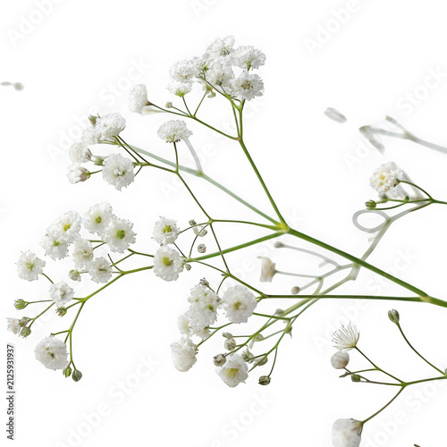 White delicate flowers on green stems with small buds