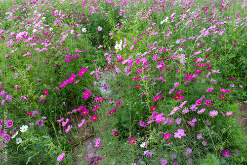 Dense group of bright pink and magenta cosmos flowers blooming in a natural garden