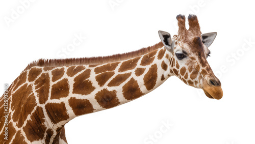 Canvas Print Brown and white spotted giraffe head and neck, isolated on transparent backgroun