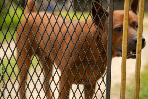 Blur Brown dog looking through yellow iron fence bars in outdoor yard