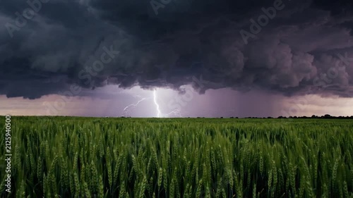 Dramatic Lightning Strikes Over Green Wheat Field During Thunderstorm