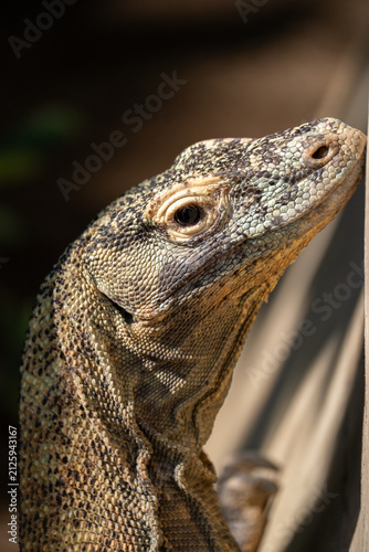 Close up of a Komodo dragon