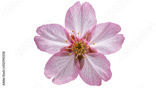 Konstfotografi Delicate pink cherry blossom flower with intricate veins, isolated on transparen