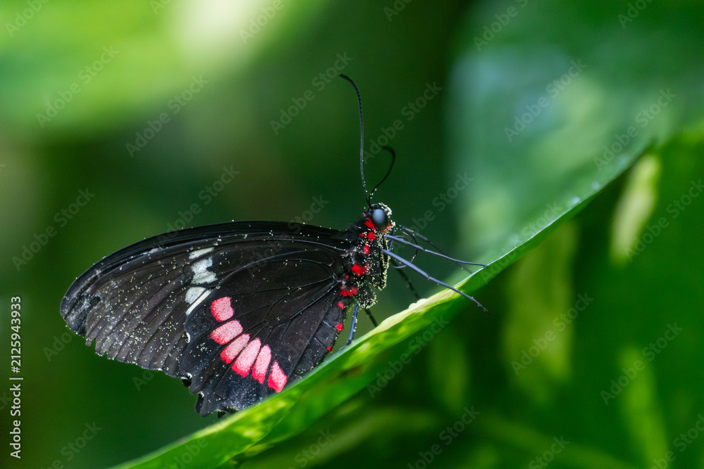 Naklejka premium Parides iphidamas (Pink Cowheart)