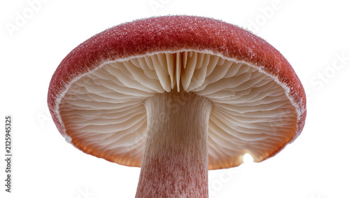 Red capped mushroom with visible gills, isolated on transparent background